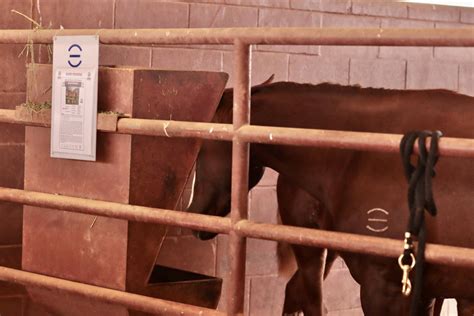 demonstration day  wagonhound land livestock