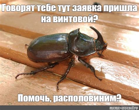 Создать мем "жук-носорог ноги, жук носорог самка и самец, жук ...