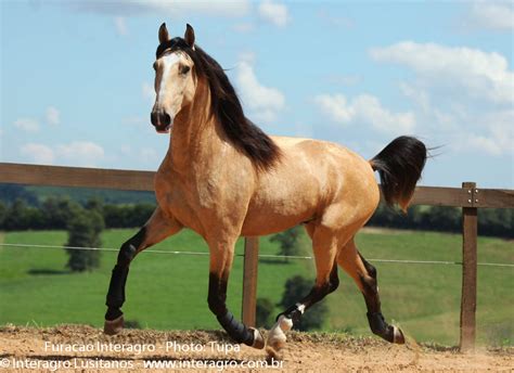 O Que É Um Cavalo Baio - Cores De Cavalo Baio - RETOEDU