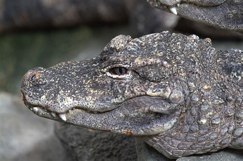 Definitive Guide To Chinese Alligator Facts, Habitat, Conservation