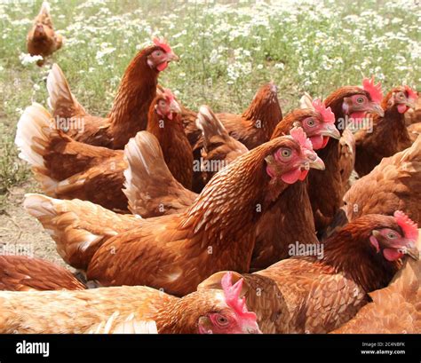 collection   range egg laying chickens stock photo alamy