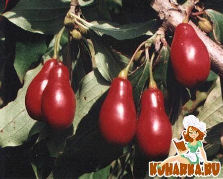 Рецепт: Эта замечательная ягода-кизил