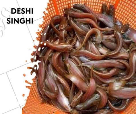 requirements singhi fish seed   price  kolkata anand