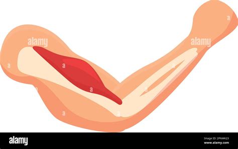 flex muscle icon cartoon vector strong arm hand body stock vector