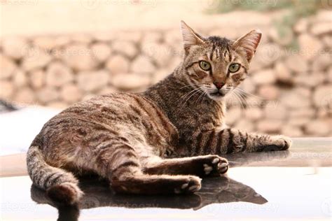 Gato É Um Felino - o gato doméstico é um mamífero da família dos felinos da ordem ...