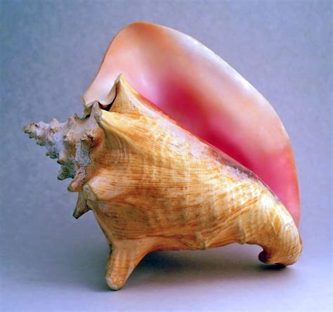 Conch-shell – Asia InCH – Encyclopedia of Intangible Cultural Heritage
