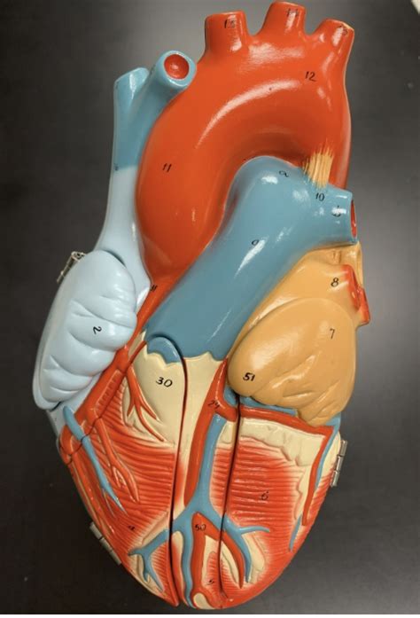 surface  heart model diagram quizlet