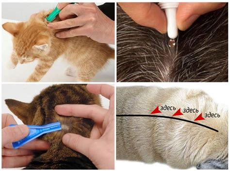 Лучшие капли от блох для кошек и котят