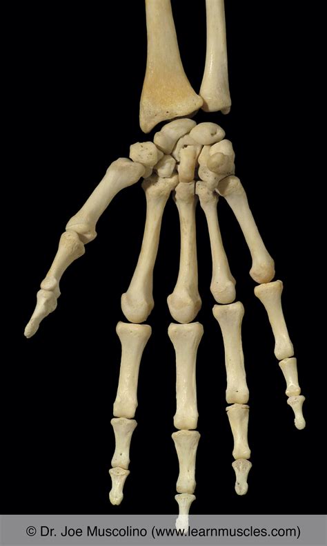 Wrist Joint - Learn Muscles