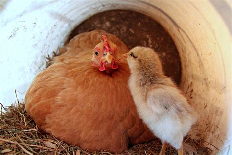 mother hen  chick  stock photo public domain pictures