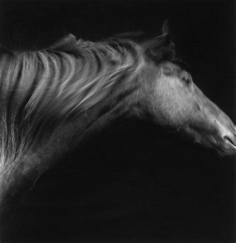 Horses by Sheila Rock — Elliott Gallery