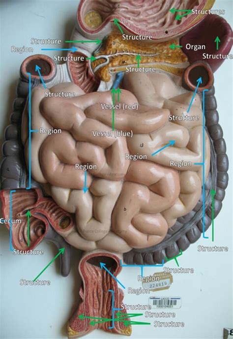 ap lab ii  gi deep diagram quizlet