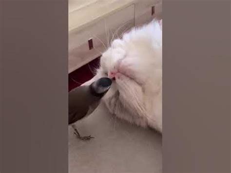 @ Ковырялка - YouTube