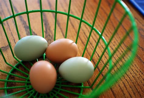 Eggs – Mind Your Dirt