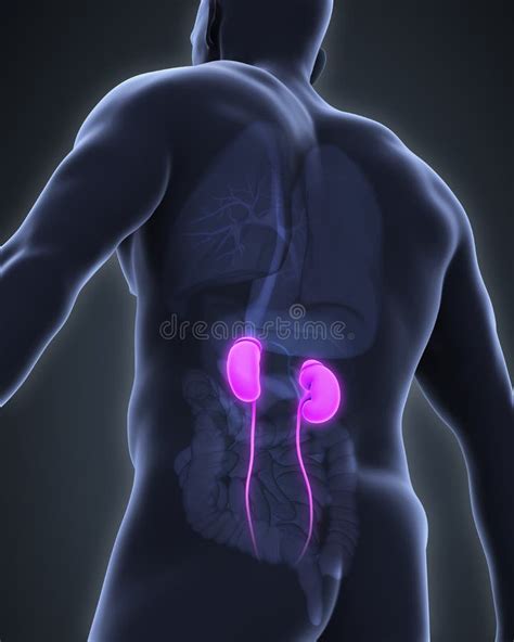 Localização Dos Rins Nas Costas - Anatomia humana dos rins ilustração stock. Ilustração de médico - 75232775
