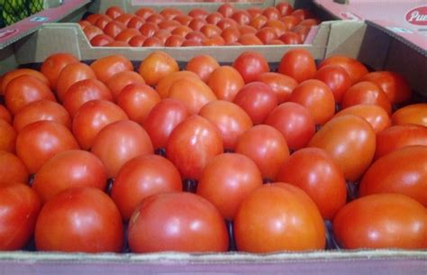 natural  fresh seeds tomato packaging type box packaging size
