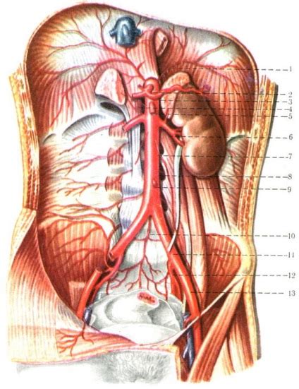 Аортата, артерията на системната циркулация, Cardioangiology човешката ...