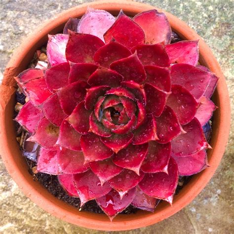 Flowers That Grow In Phoenix Arizona