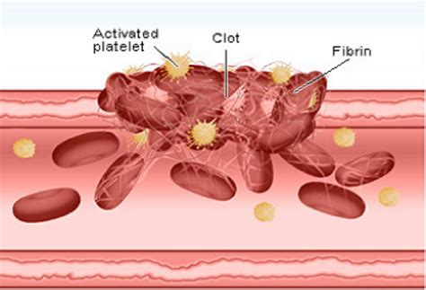 platelet  component  blood fibrin  protein