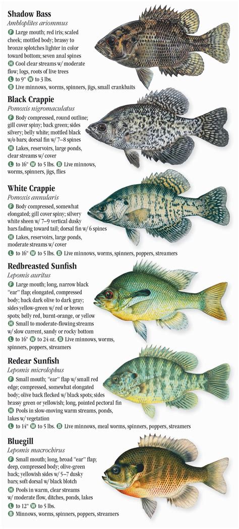 Freshwater Fishes of Oklahoma – Quick Reference Publishing Retail
