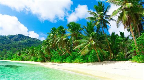 Tropical Paradise: 4K Ultra HD Island with Lush Palm Trees and Crystal