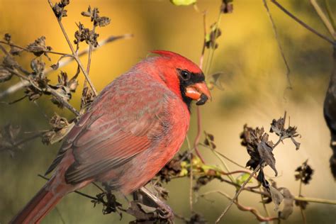 The Many Colors of Cardinals | Great Bird Pics