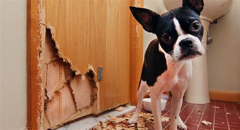 5 Pawsitive Ways To Save Your Sofa: How To Outsmart Your Pup's Love Of Furniture