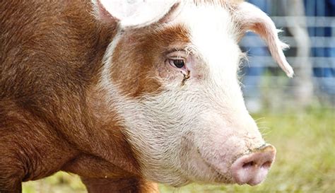 Hereford Hogs Are An Exceptional Heritage Breed - Hobby Farms
