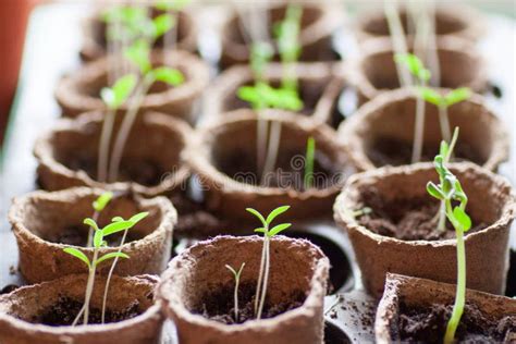 Young Tomato Plants in Pots Stock Photo - Image of macro, cultivated ...