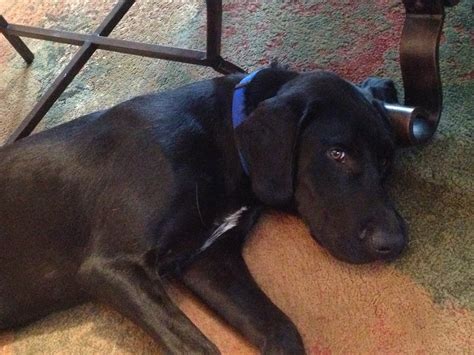 gibbs new - Cincinnati Lab Rescue