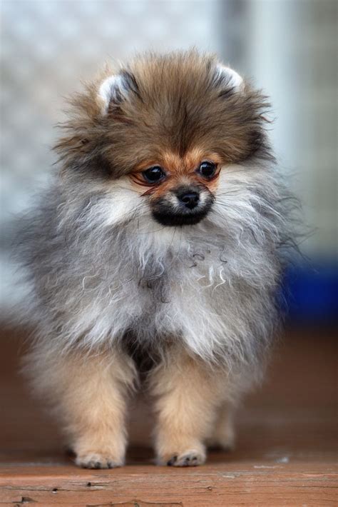 22 popular miniature dog breeds with pictures – Artofit