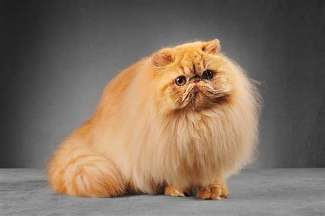 Persian cat breed information and advice. - Your Cat