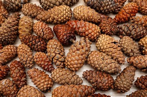 siberian pine nuts pictures