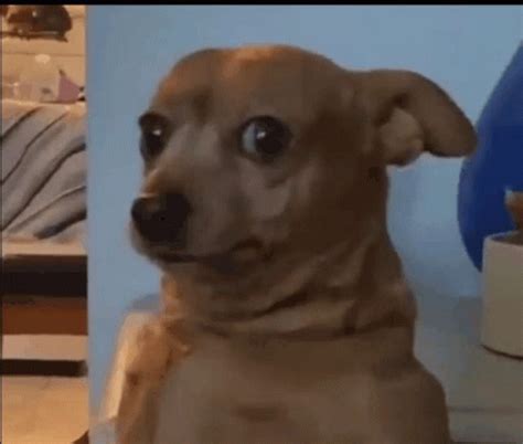 funny dog gifs gifdbcom