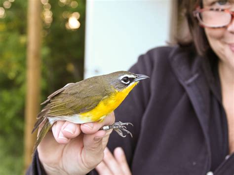 North-Central Texas Birds - Yellow-breasted Chat