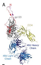 Figure. 2 . Structure of an HIV-1 gp120 core with intact gp41 ...