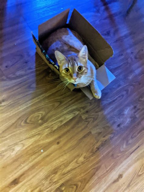 TW Pornstars - Tegan Tate. Twitter. Oh look this is the face of my cat