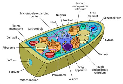 Cell Anatomy | Deviche Designs