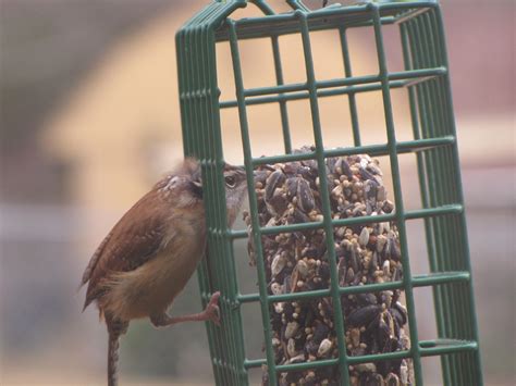 Carolina Wren – The Worried Bird