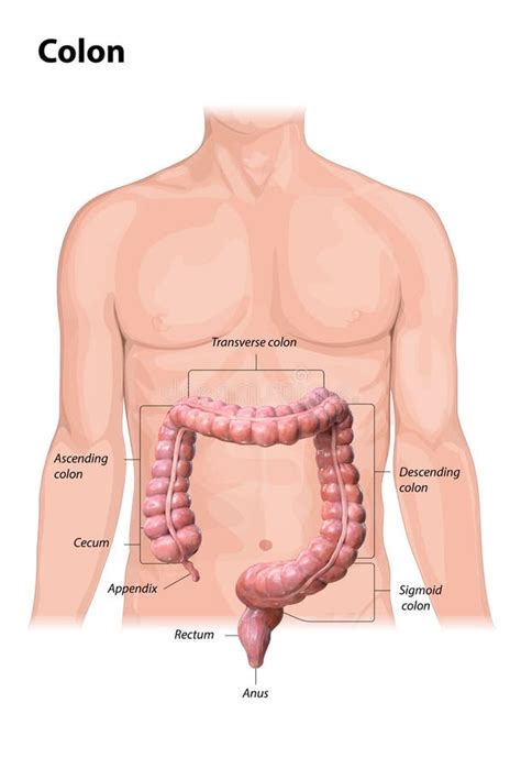 Colon Anatomy on White Background,description of the Parts of the Colon, Human Body, 2d, 3d ...