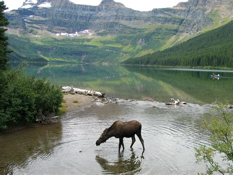 Moose taking a drink at Cameron lake at Waterton Lakes National Park
