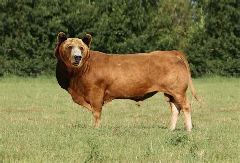 raja nabarat evanhtb  stockbit stockbit investasi saham bersama