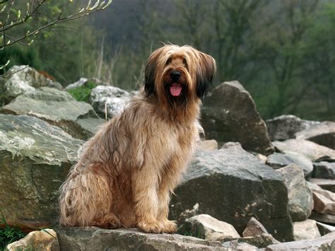 Briard / Berger de Brie #Dog #Puppy | Briard dog, Beautiful dogs, Grey