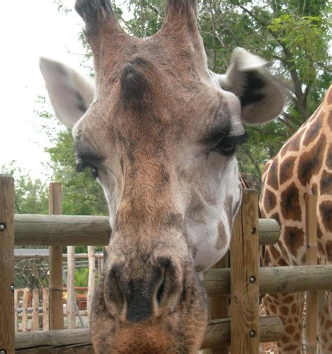 show zoo           reviews