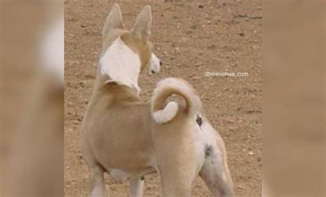 4 Classic Basenji Colors, 5 Rare Hues & 4 Stunning Markings