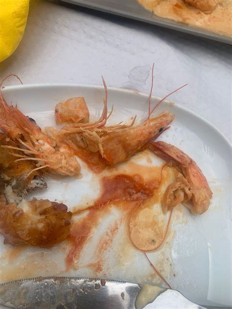 best shrimp not eating for beginners 3