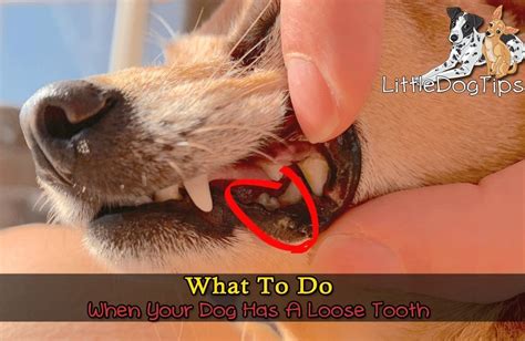 Should You Pull Dogs Teeth