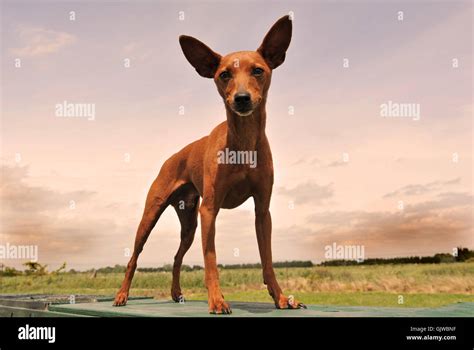 small tiny little Stock Photo - Alamy