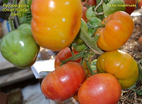 Томат Русский вихрь: описание сорта, ОТЗЫВЫ (4), фото | tomatland.ru