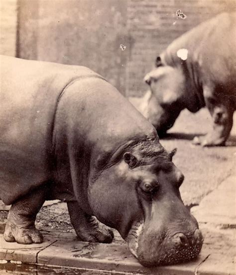 Europe's first female hippopotamus | ZSL